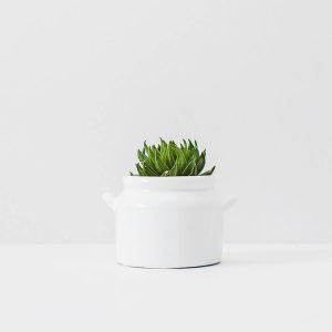 Decorative Plant In White Pot